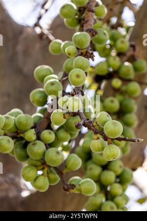 Ficus carica cresce nella natura selvaggia. Piccoli fichi verdi non maturi appesi su un ramo di fico. Molta frutta cruda. Preziosa pianta da frutto Foto Stock