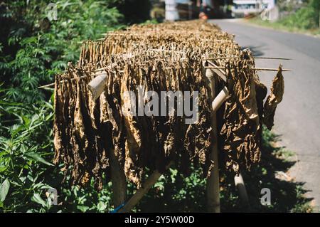 Foglie di tabacco essiccate alla luce del sole Foto Stock