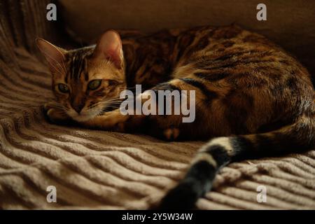 Primo piano di un gattino del Bengala appoggiato su una coperta marrone. Sfocatura e messa a fuoco morbida Foto Stock