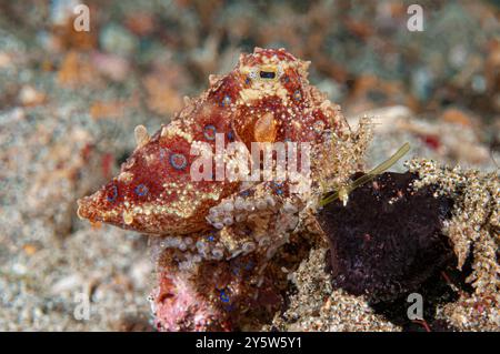 Il polpo dagli anelli blu fa lampeggiare i suoi anelli blu mentre si appoggia su una roccia Foto Stock