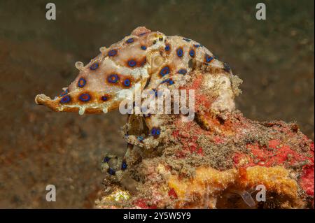 Il polpo dagli anelli blu fa lampeggiare i suoi anelli blu mentre si appoggia su una roccia Foto Stock