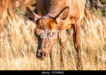 Ritratto di un cervo mulo nel parco nazionale di Yellowstone, Wyoming USA Foto Stock