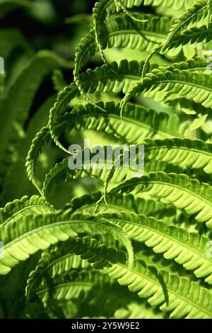 Ramo di felce verde e foglie e luce solare. Sfondo per la progettazione. Natura e. Foto Stock
