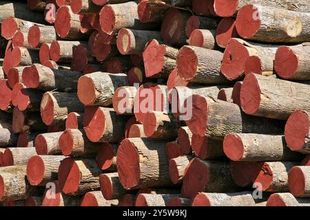 Mucchi di tronchi con tagli colorati in rosso nelle giornate di sole. Legno naturale. Materiale naturale, sfondo per la progettazione. Foto Stock