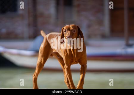 Ritratto di un'antica Vizsla conosciuta anche come Vizsla ungherese, Magyar Vizsla o Pointer dog ungherese. Vizsla caccia al cane cammina lungo il canale di Venezia. Foto Stock