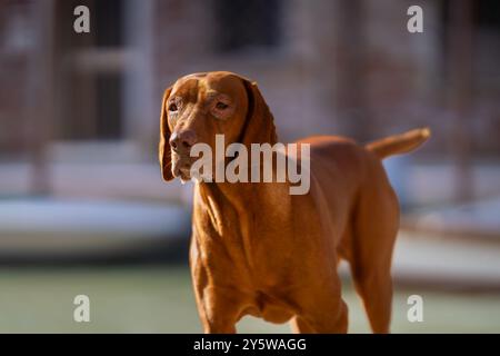 Ritratto di un'antica Vizsla conosciuta anche come Vizsla ungherese, Magyar Vizsla o Pointer dog ungherese. Vizsla caccia al cane cammina lungo il canale di Venezia. Foto Stock