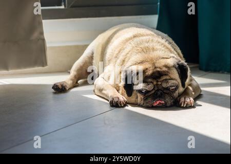 Ritratto di un simpatico cane di razza cucciolo che dorme sul pavimento grigio di una casa. Foto Stock