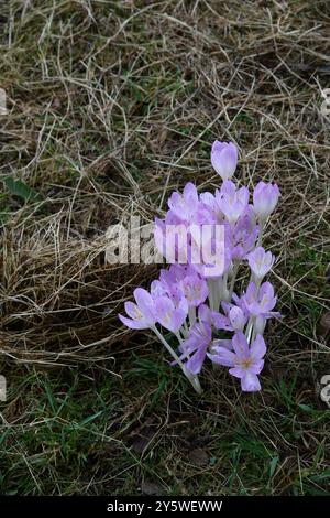 Croco autunnale di Colchicum Foto Stock