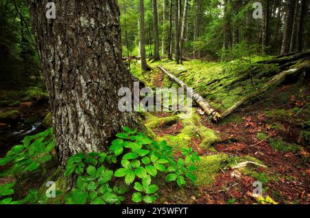 Un sentiero si snoda attraverso il bosco dopo un temporale. Foto Stock