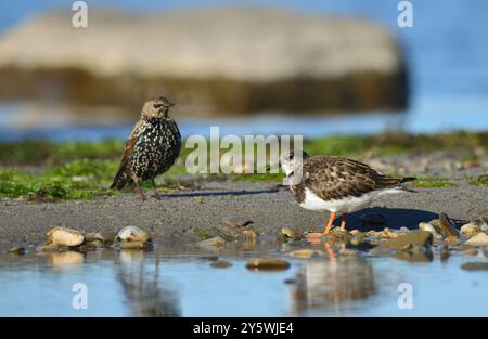 Turnstone con starling Foto Stock