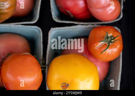 Una varietà di pomodori cimellati colorati esposti in cartoni Foto Stock