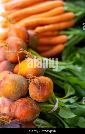 Primo piano di barbabietole e radici dorate e pile di carote arancioni alle spalle Foto Stock