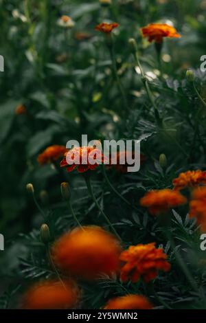 Calendula fiori nel giardino Foto Stock