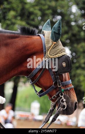 Primo piano di un cavallo a briglia con copriauricolari in un ambiente esterno Foto Stock