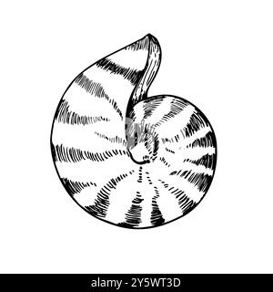 Shell vettoriale. Conchiglia a linea dipinta a mano. Clip art grafica isolata sullo sfondo. Illustrazione sott'acqua. Per designer, inviti Illustrazione Vettoriale