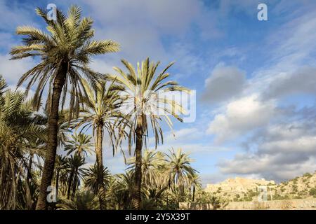 Kasbah berbera, pueblo di Tioute, Valle di Sous, Antiatlas, Marocco Foto Stock