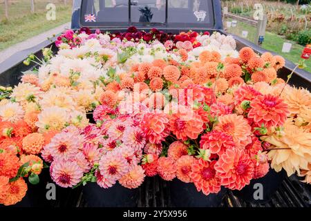 Vivaci fiori dahlia in vari colori disposti ordinatamente per la vendita sul retro di un pick-up nero, con un adesivo bandiera britannica sullo sfondo. Foto Stock