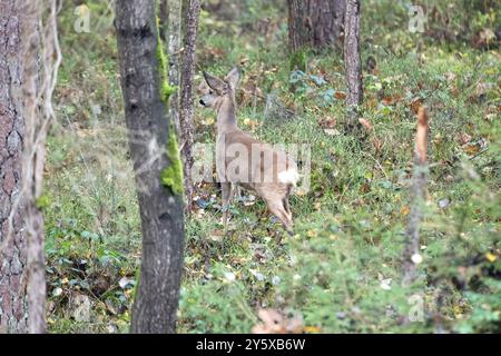 Rehe Ricke im Wald, November Reh, Ricke im Wald Ricke sucht Äsung im Wald **** Cervo nella foresta, November doe, doe nella foresta doe alla ricerca Foto Stock