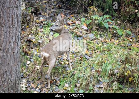 Rehe Ricke im Wald, November Reh, Ricke im Wald Ricke sucht Äsung im Wald **** Cervo nella foresta, November doe, doe nella foresta doe alla ricerca Foto Stock