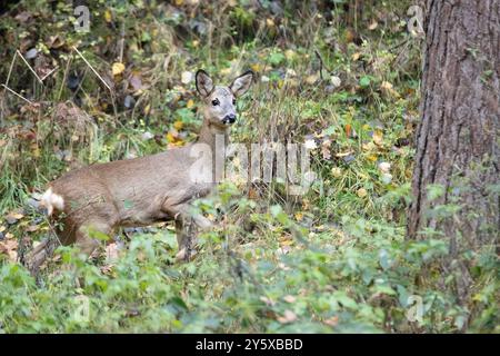 Rehe Ricke im Wald, November Reh, Ricke im Wald Ricke sucht Äsung im Wald **** Cervo nella foresta, November doe, doe nella foresta doe alla ricerca Foto Stock