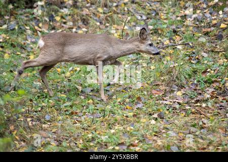 Rehe Ricke im Wald, November Reh, Ricke im Wald Ricke sucht Äsung im Wald **** Cervo nella foresta, November doe, doe nella foresta doe alla ricerca Foto Stock