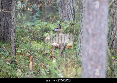 Rehe Ricke im Wald, November Reh, Ricke im Wald Ricke sucht Äsung im Wald **** Cervo nella foresta, November doe, doe nella foresta doe alla ricerca Foto Stock