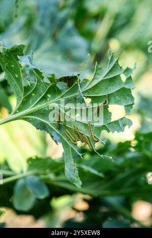 Pieris brassicae picca sui cavoletti di Bruxelles in un giardino estivo. Foto Stock