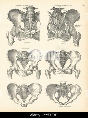 Anatomia. Legamenti articolari pelvi e anca. Pelvi maschile e femminile 1880 vecchia stampa Foto Stock