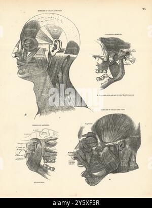 Anatomia. Muscoli di testa e viso, muscoli pterigoidi 1880 vecchia stampa antica Foto Stock