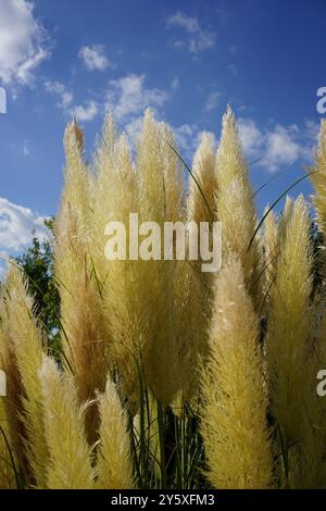 Teste di canne gialle contro il cielo blu Foto Stock