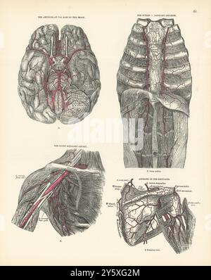 Anatomia. Base cerebrale, mammaria interna, ascellare, arterie a spalla 1880 stampa Foto Stock