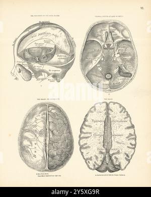 Anatomia. Processi di dura Mater, nervi cranici, cervello e membrane 1880 stampa Foto Stock