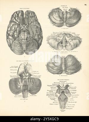 Anatomia. Brain base, cerebellum, 3° e 4° ventricolo 1880 vecchie stampe antiche Foto Stock