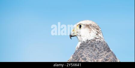 Ritratto di Gyrfalcon, cielo azzurro, fauna selvatica, rapace rapace, habitat, Falco rusticolus Foto Stock