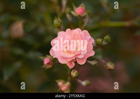 Una splendida fioritura di rose con petali rosa a forma di cuore circondati da gemme nuove Foto Stock