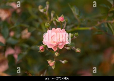 Una splendida fioritura di rose con petali rosa a forma di cuore circondati da gemme nuove Foto Stock