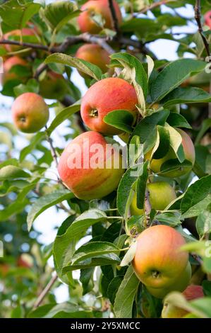 Mele rosse mature che crescono sull'albero, frutti sani sulla platazione, raccolta in estate o in autunno, fattoria agricola, giardino Foto Stock