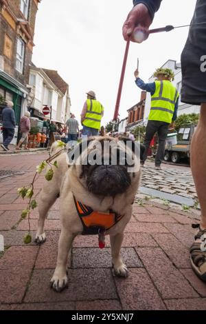 Inghilterra, Kent, Faversham, l'Annual Hop Festival, Ritratto di Pug Dog Foto Stock