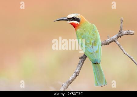 Manzo di api dalla facciata bianca (Merops bullockoides) arroccato sul retro della filiale, Limpopo, Sudafrica Foto Stock