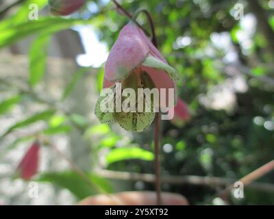 Salsilla (Bomarea edulis) Plantae Foto Stock