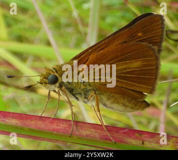 Dion Skipper (Euphyes dion) Insecta Foto Stock