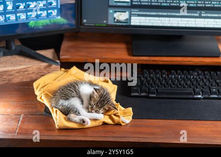 Adorabile gattino che piange su un intimo tessuto giallo su una scrivania di legno vicino a un computer. Cattura il fascino e la tranquillità dell'accogliente riposo di un felino Foto Stock