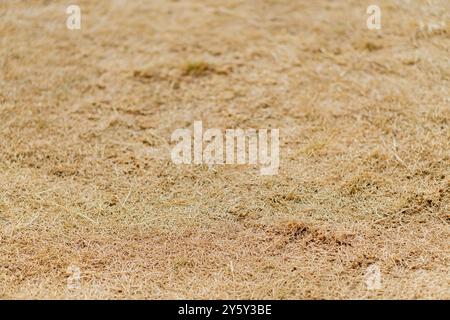 Primo piano di erba marrone secca che copre un campo illuminato dal sole, mostrando una struttura di paesaggio arroccato e arido spesso visto in condizioni di siccità. Foto Stock