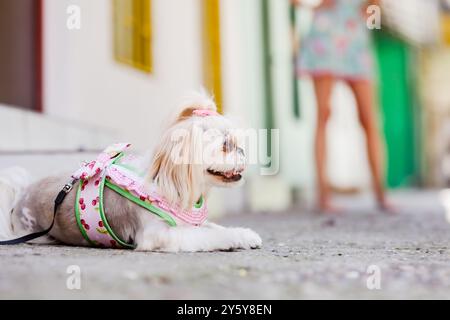 Un simpatico cane Shih Tzu con fiocco rosa e imbracatura colorata si rilassa su una strada acciottolata, mostrando un umore giocoso e sereno, sotto l'occhio vigile Foto Stock