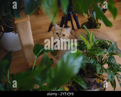 Bellissimo gatto di capelli corti e pianta di casa a casa . Adorabile concetto di animali domestici. Animali domestici che riposano e si nascondono nel verde Foto Stock