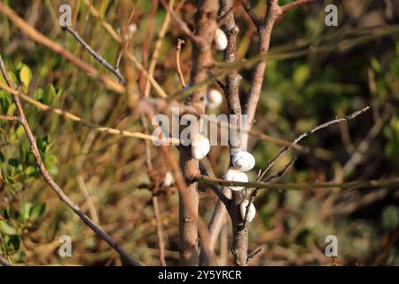 White Garden Snails Theba pisana su ramoscello asciutto, Provenza, Francia meridionale in Europa Foto Stock