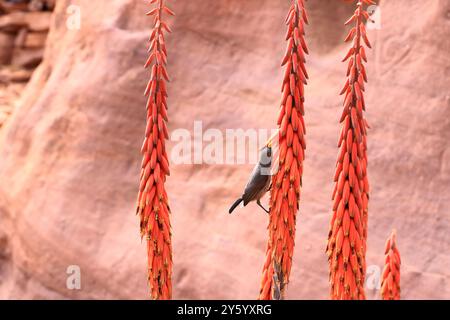 Femmina Palestina sunbird (Cinnyris osea) appollaiata su un'Aloe porphyrostachys a Wadi Musa, Petra in Giordania Foto Stock