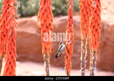 Femmina Palestina sunbird (Cinnyris osea) appollaiata su un'Aloe porphyrostachys a Wadi Musa, Petra in Giordania Foto Stock