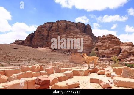 Carino cane randagio nella zona di Wadi Musa, Petra in Giordania Foto Stock