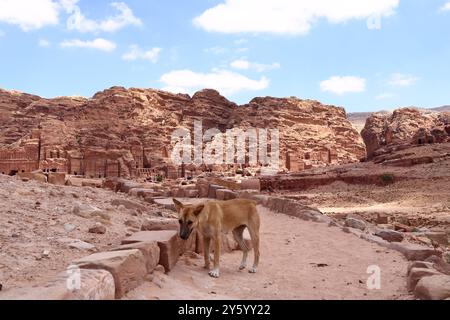 Carino cane randagio nella zona di Wadi Musa, Petra in Giordania Foto Stock